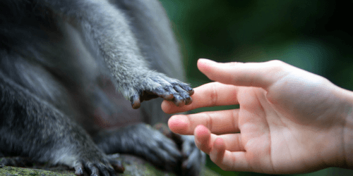 Animal Urges, Human Acts: The Evolutionary Theory of Emotion